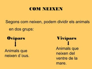 COM NEIXEN
Segons com neixen, podem dividir els animals
en dos grups:
Ovípars Vivípars
Animals que
neixen del
ventre de la
mare.
Animals que
neixen d´ous.
 