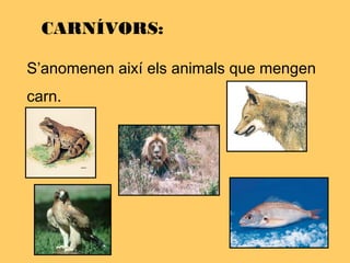 CARNÍVORS:
S’anomenen així els animals que mengen
carn.
 