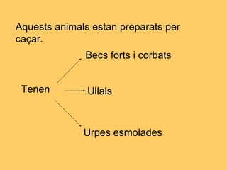 Aquests animals estan preparats per
caçar.
Tenen
Urpes esmolades
Becs forts i corbats
Ullals
 