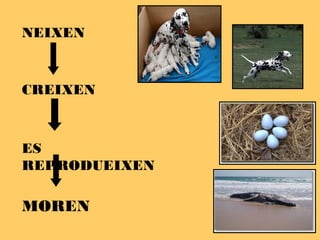 NEIXEN
CREIXEN
ES
REPRODUEIXEN
MOREN
 