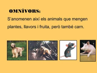 OMNÍVORS:
S’anomenen així els animals que mengen
plantes, llavors i fruita, però també carn.
 