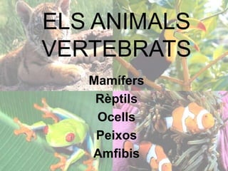 ELS ANIMALS VERTEBRATS Mamífers Rèptils Ocells Peixos Amfibis 