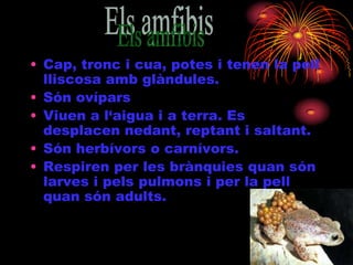 • Cap, tronc i cua, potes i tenen la pell
lliscosa amb glàndules.
• Són ovípars
• Viuen a l‘aigua i a terra. Es
desplacen nedant, reptant i saltant.
• Són herbívors o carnívors.
• Respiren per les brànquies quan són
larves i pels pulmons i per la pell
quan són adults.

 