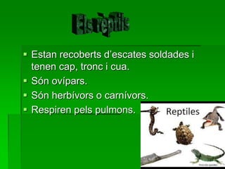  Estan recoberts d’escates soldades i
tenen cap, tronc i cua.
 Són ovípars.
 Són herbívors o carnívors.
 Respiren pels pulmons.

 