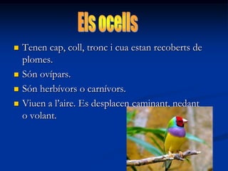 






Tenen cap, coll, tronc i cua estan recoberts de
plomes.
Són ovípars.
Són herbívors o carnívors.
Viuen a l’aire. Es desplacen caminant, nedant
o volant.

 