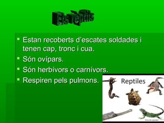  Estan recoberts d’escates soldades i
tenen cap, tronc i cua.
 Són ovípars.
 Són herbívors o carnívors.
 Respiren pels pulmons.

 