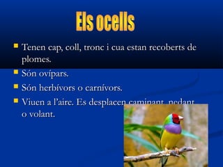 





Tenen cap, coll, tronc i cua estan recoberts de
plomes.
Són ovípars.
Són herbívors o carnívors.
Viuen a l’aire. Es desplacen caminant, nedant
o volant.

 
