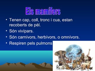 • Tenen cap, coll, tronc i cua, estan
recoberts de pèl.
• Són vivípars.
• Són carnívors, herbívors, o omnívors.
• Respiren pels pulmons.

 