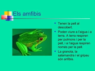 Els amfibis






Tenen la pell al
descobert.
Poden viure a l’aigua i a
terra. A terra respiren
per pulmons i per la
pell, i a l’aigua respiren
només per la pell.
La granota, la
salamandra i el gripau
són anfibis.

 