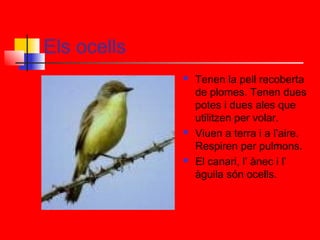 Els ocells






Tenen la pell recoberta
de plomes. Tenen dues
potes i dues ales que
utilitzen per volar.
Viuen a terra i a l’aire.
Respiren per pulmons.
El canari, l’ ànec i l’
àguila són ocells.

 