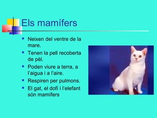 Els mamífers









Neixen del ventre de la
mare.
Tenen la pell recoberta
de pèl.
Poden viure a terra, a
l’aigua i a l’aire.
Respiren per pulmons.
El gat, el dofí i l’elefant
són mamífers

 