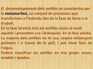 El desenvolupament dels amfibis es caracteritza per
la metamorfosi, un conjunt de processos que
transformen a l'individu des de la fase de larva a la
d'adult.
En la fase larvària tots els amfibis viuen al medi
aquàtic i presenten cua i brànquies. En la fase adulta,
La majoria dels amfibis no té cua, respira mitjançant
pulmons i a traves de la pell, i pot viure fora de
l'aigua.
Podem classificar els amfibis en tres grups: anurs,
urodels i àpodes.
 