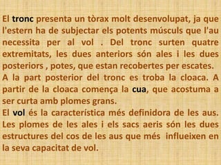 El tronc presenta un tòrax molt desenvolupat, ja que
l'estern ha de subjectar els potents músculs que l'au
necessita per al vol . Del tronc surten quatre
extremitats, les dues anteriors són ales i les dues
posteriors , potes, que estan recobertes per escates.
A la part posterior del tronc es troba la cloaca. A
partir de la cloaca comença la cua, que acostuma a
ser curta amb plomes grans.
El vol és la característica més definidora de les aus.
Les plomes de les ales i els sacs aeris són les dues
estructures del cos de les aus que més influeixen en
la seva capacitat de vol.
 