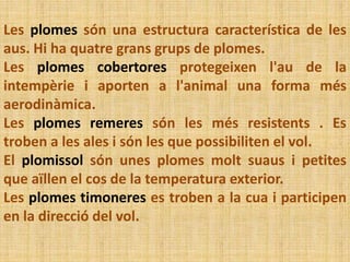 Les plomes són una estructura característica de les
aus. Hi ha quatre grans grups de plomes.
Les plomes cobertores protegeixen l'au de la
intempèrie i aporten a l'animal una forma més
aerodinàmica.
Les plomes remeres són les més resistents . Es
troben a les ales i són les que possibiliten el vol.
El plomissol són unes plomes molt suaus i petites
que aïllen el cos de la temperatura exterior.
Les plomes timoneres es troben a la cua i participen
en la direcció del vol.
 