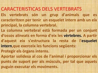 CARACTERISTICAS DELS VERTEBRATS
Els vertebrats són un grup d'animals que es
caracteritzen per tenir un esquelet intern amb un eix
principal, la columna vertebral.
La columna vertebral està formada per un conjunt
d‘ossos alineats en forma d'eix les vèrtebres. A partir
d'aquest eix s'estructura la resta de l'esquelet
intern,que exerceix les funcions següents:
Protegir els òrgans interns.
Aportar solidesa al cos de l'animal i proporcionar els
punts de suport per als músculs, per tal que aquets
puguin executar els moviments.
 
