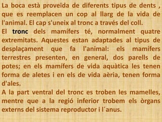 La boca està proveïda de diferents tipus de dents ,
que es reemplacen un cop al llarg de la vida de
l'animal. El cap s'uneix al tronc a través del coll.
El tronc dels mamífers té, normalment quatre
extremitats. Aquestes estan adaptades al tipus de
desplaçament que fa l'animal: els mamífers
terrestres presenten, en general, dos parells de
potes; en els mamífers de vida aquàtica les tenen
forma de aletes i en els de vida aèria, tenen forma
d'ales.
A la part ventral del tronc es troben les mamelles,
mentre que a la regió inferior trobem els òrgans
externs del sistema reproductor i l´anus.
 