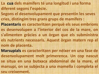 La cua dels mamífers té una longitud i una forma
diferent segons l'espècie.
Segons el desenvolupament que presentin les seves
cries, distingim tres grans grups de mamífers :
Placentaris es caracteritzen perquè els seus embrions
es desenvolupen a l'interior del cos de la mare, on
s'alimenten gràcies a un òrgan que els subministra
els nutrients necessaris. Aquest òrgan matern rep el
nom de placenta.
Marsupials es caracteritzen per néixer en una fase de
desenvolupament molt primerenca. Un cop nascut
se situa en una butxaca abdominal de la mare, el
marsupi, on se subjecta a una mamella i completa el
seu creixement.
 
