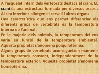 A l'esquelet intern dels vertebrats destaca el crani. EL
crani és una estructura formada per diversos ossos .
Al seu interior s'allotgen el cervell i altres òrgans.
Una característica que ens permet diferenciar els
diferents grups de vertebrats és la temperatura
interna de l'animal .
En la majoria dels animals, la temperatura del cos
varia en funció de la temperatura ambiental.
Aquesta propietat s'anomena poiquilotèrmia.
Alguns grups de vertebrats aconsegueixen mantenir
la temperatura constant, independentment de la
temperatura exterior. Aquesta propietat s'anomena
homeotèrmia.
 