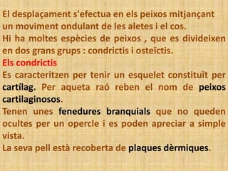 El desplaçament s'efectua en els peixos mitjançant
un moviment ondulant de les aletes i el cos.
Hi ha moltes espècies de peixos , que es divideixen
en dos grans grups : condrictis i osteïctis.
Els condrictis
Es caracteritzen per tenir un esquelet constituït per
cartílag. Per aqueta raó reben el nom de peixos
cartilaginosos.
Tenen unes fenedures branquials que no queden
ocultes per un opercle i es poden apreciar a simple
vista.
La seva pell està recoberta de plaques dèrmiques.
 