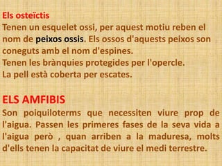 Els osteïctis
Tenen un esquelet ossi, per aquest motiu reben el
nom de peixos ossis. Els ossos d'aquests peixos son
coneguts amb el nom d'espines.
Tenen les brànquies protegides per l'opercle.
La pell està coberta per escates.
ELS AMFIBIS
Son poiquiloterms que necessiten viure prop de
l'aigua. Passen les primeres fases de la seva vida a
l'aigua però , quan arriben a la maduresa, molts
d'ells tenen la capacitat de viure el medi terrestre.
 