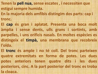 Tenen la pell nua, sense escates , i necessiten que
estigui sempre humida.
En la majoria dels amfibis distingim dos parts: cap i
tronc.
El cap és gran i aplatat. Presenta una boca molt
àmplia i sense dents, ulls grans i sortints, amb
parpelles, i uns orificis nasals. En moltes espècies es
distingeix el timpà, una membrana que recobreix
l'oïda.
El tronc és ample i no té coll. Del tronc parteixen
quatre extremitats en forma de potes. Les dues
potes anteriors tenen quatre dits i les dues
posteriors, cinc. A la part posterior del tronc es troba
la cloaca.
 