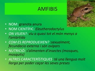 AMFIBIS

• NOM: granota anura
• NOM CIENTÍFIC: Eleutherodactylus
• ON VIUEN?: viu a quasi tot el món menys a
  l’antàrtida
• COM ES REPRODUEIXEN? :sexualment,
  fecundacio externa i són ovípars
• NUTRICIÓ: s’alimenten d’insectes (mosques,
  mosquits)
• ALTRES CARACTERÍSTIQUES: té una llengua molt
  llarga per poder caçar les seves preses
 