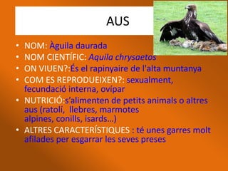 AUS
• NOM: Àguila daurada
• NOM CIENTÍFIC: Aquila chrysaetos
• ON VIUEN?:És el rapinyaire de l'alta muntanya
• COM ES REPRODUEIXEN?: sexualment,
  fecundació interna, ovípar
• NUTRICIÓ:s’alimenten de petits animals o altres
  aus (ratolí, llebres, marmotes
  alpines, conills, isards…)
• ALTRES CARACTERÍSTIQUES : té unes garres molt
  afilades per esgarrar les seves preses
 