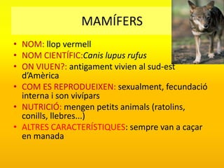 MAMÍFERS
• NOM: llop vermell
• NOM CIENTÍFIC:Canis lupus rufus
• ON VIUEN?: antigament vivien al sud-est
  d’Amèrica
• COM ES REPRODUEIXEN: sexualment, fecundació
  interna i son vivípars
• NUTRICIÓ: mengen petits animals (ratolins,
  conills, llebres...)
• ALTRES CARACTERÍSTIQUES: sempre van a caçar
  en manada
 