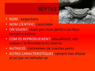 RÈPTILS
• NOM : sargantana
• NOM CÍENTIFIC: Lacertidae
• ON VIUEN?: viuen per murs petits o en llocs
  tancats o estrets
• COM ES REPRODUEIXEN?: sexualment, són
  ovípars i la fecundació és interna
• NUTRICIÓ: s’alimenten de insectes petits
• ALTRES CARACTERISTÍQUES: sempre han d’estar
  al sol per no refredar-se.
 