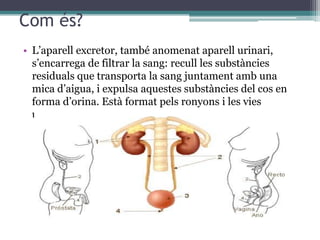Com és?
• L’aparell excretor, també anomenat aparell urinari,
  s’encarrega de filtrar la sang: recull les substàncies
  residuals que transporta la sang juntament amb una
  mica d’aigua, i expulsa aquestes substàncies del cos en
  forma d’orina. Està format pels ronyons i les vies
  urinàries.
 