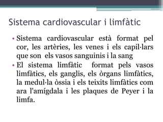 Sistema cardiovascular i limfàtic
• Sistema cardiovascular està format pel
  cor, les artèries, les venes i els capil·lars
  que son els vasos sanguinis i la sang
• El sistema limfàtic format pels vasos
  limfàtics, els ganglis, els òrgans limfàtics,
  la medul·la òssia i els teixits limfàtics com
  ara l'amígdala i les plaques de Peyer i la
  limfa.
 