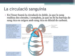 La circulació sanguínia
• En l'ésser humà la circulació és doble, ja que la sang
  realitza dos circuits, i completa, ja que no hi ha barreja de
  sang rica en oxigen amb sang rica en diòxid de carboni.
 