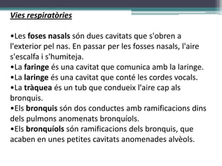 Vies respiratòries

•Les foses nasals són dues cavitats que s'obren a
l'exterior pel nas. En passar per les fosses nasals, l'aire
s'escalfa i s'humiteja.
•La faringe és una cavitat que comunica amb la laringe.
•La laringe és una cavitat que conté les cordes vocals.
•La tràquea és un tub que condueix l'aire cap als
bronquis.
•Els bronquis són dos conductes amb ramificacions dins
dels pulmons anomenats bronquíols.
•Els bronquíols són ramificacions dels bronquis, que
acaben en unes petites cavitats anomenades alvèols.
 