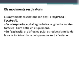 Els moviments respiratoris

Els moviments respiratoris són dos: la inspiració i
l'expiració.
•En la inspiració, el diafragma baixa, augmenta la caixa
toràcica i l'aire entra en els pulmons.
•En l'expiració, el diafragma puja, es redueix la mida de
la caixa toràcica i l'aire dels pulmons surt a l'exterior.
 