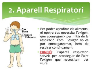 2. Aparell Respiratori

         Per poder aprofitar els aliments,
         el nostre cos necessita l’oxigen,
         que aconsegueix per mitjà de la
         respiració. Com l’oxigen no es
         pot emmagatzemar, hem de
         respirar contínuament.
         FUNCIÓ: L’aparell respiratori
         serveix per aconseguir de l’aire
         l’oxigen que necessitem per
         viure.
 