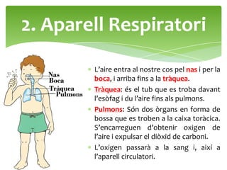 2. Aparell Respiratori

        L’aire entra al nostre cos pel nas i per la
        boca, i arriba fins a la tràquea.
        Tràquea: és el tub que es troba davant
        l’esòfag i du l’aire fins als pulmons.
        Pulmons: Són dos òrgans en forma de
        bossa que es troben a la caixa toràcica.
        S’encarreguen d’obtenir oxigen de
        l’aire i expulsar el diòxid de carboni.
        L’oxigen passarà a la sang i, així a
        l’aparell circulatori.
 
