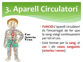 3. Aparell Circulatori
           FUNCIÓ:L’aparell circulatori
           és l’encarregat de fer que
           la sang viatgi contínuament
           per tot el cos.
           Està format per la sang, el
           cor i els vasos sanguinis
           (arteries i venes).
 