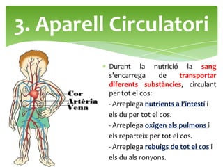 3. Aparell Circulatori
          Durant la nutrició la sang
          s’encarrega       de     transportar
          diferents substàncies, circulant
          per tot el cos:
          - Arreplega nutrients a l’intestí i
          els du per tot el cos.
          - Arreplega oxigen als pulmons i
          els reparteix per tot el cos.
          - Arreplega rebuigs de tot el cos i
          els du als ronyons.
 