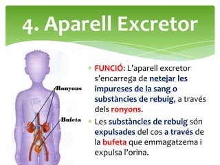 4. Aparell Excretor
       FUNCIÓ: L’aparell excretor
       s’encarrega de netejar les
       impureses de la sang o
       substàncies de rebuig, a través
       dels ronyons.
       Les substàncies de rebuig són
       expulsades del cos a través de
       la bufeta que emmagatzema i
       expulsa l’orina.
 
