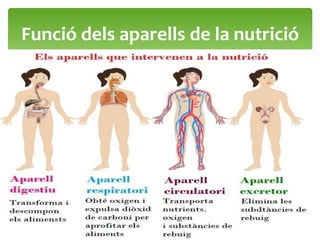 Funció dels aparells de la nutrició
 