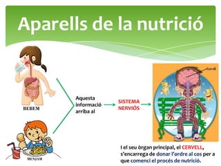 Aparells de la nutrició


       Aquesta
                    SISTEMA
       informació
                    NERVIÓS
       arriba al




                    I el seu òrgan principal, el CERVELL,
                    s’encarrega de donar l’ordre al cos per a
                    que comenci el procés de nutrició.
 