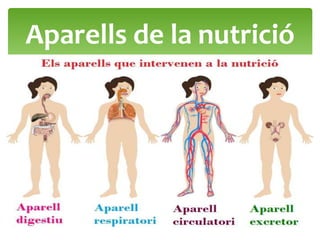 Aparells de la nutrició
 