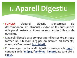 1. Aparell Digestiu
FUNCIÓ:       L’aparell    digestiu     s’encarrega      de
descompondre els aliments i extreure les substàncies
útils per al nostre cos. Aquestes substàncies útils són els
nutrients.
L’aparell digestiu està compost per diversos òrgans que
formen un tub molt llarg per on circulen els aliments,
aquest és l’anomenat tub digestiu.
El recorregut de l’aparell digestiu comença a la boca i
continua amb l’esòfag, l’estómac i l’intestí, acabant així a
l’anus.
 