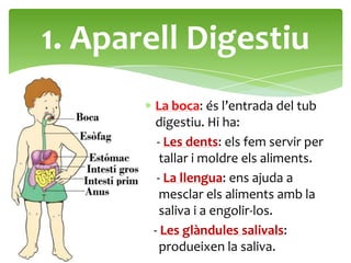 1. Aparell Digestiu
       La boca: és l’entrada del tub
       digestiu. Hi ha:
        - Les dents: els fem servir per
         tallar i moldre els aliments.
        - La llengua: ens ajuda a
         mesclar els aliments amb la
         saliva i a engolir-los.
       - Les glàndules salivals:
         produeixen la saliva.
 