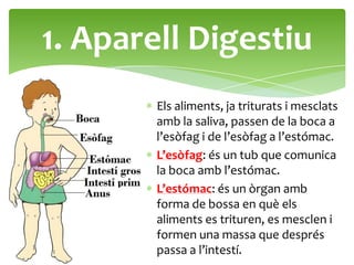 1. Aparell Digestiu
        Els aliments, ja triturats i mesclats
        amb la saliva, passen de la boca a
        l’esòfag i de l’esòfag a l’estómac.
        L’esòfag: és un tub que comunica
        la boca amb l’estómac.
        L’estómac: és un òrgan amb
        forma de bossa en què els
        aliments es trituren, es mesclen i
        formen una massa que després
        passa a l’intestí.
 