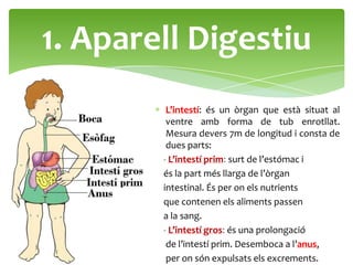 1. Aparell Digestiu
         L’intestí: és un òrgan que està situat al
         ventre amb forma de tub enrotllat.
         Mesura devers 7m de longitud i consta de
         dues parts:
        - L’intestí prim: surt de l’estómac i
        és la part més llarga de l’òrgan
        intestinal. És per on els nutrients
        que contenen els aliments passen
        a la sang.
        - L’intestí gros: és una prolongació
         de l’intestí prim. Desemboca a l’anus,
         per on són expulsats els excrements.
 
