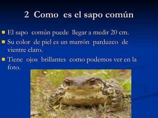 2 Como es el sapo común El sapo común puede llegar a medir 20 cm. Su color de piel es un marrón parduzco de vientre claro. Tiene ojos brillantes como podemos ver en la foto.