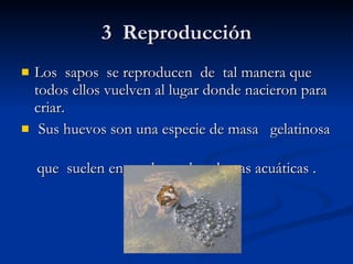 3 Reproducción Los sapos se reproducen de tal manera que todos ellos vuelven al lugar donde nacieron para criar. Sus huevos son una especie de masa gelatinosa que suelen enganchar a las plantas acuáticas .
