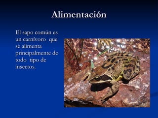 Alimentación El sapo común es un carnívoro que se alimenta principalmente de todo tipo de insectos.