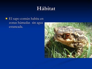 Hábitat El sapo común habita en zonas húmedas sin agua estancada.